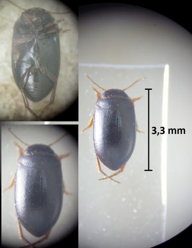 Hydroporus sp.
